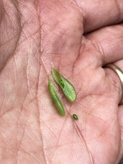 Astragalus williamsii