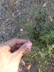 Hedeoma hyssopifolia