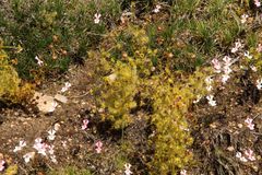 Drosera stricticaulis