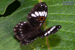 Teratophthalma bacche