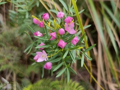 Boronia thujona