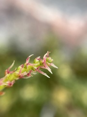 Morella kraussiana
