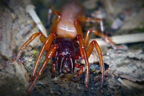 Lesser Woodlouse Spider