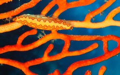 Pellasimnia brunneiterma