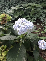 Hydrangea