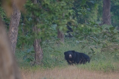 Melursus ursinus ursinus