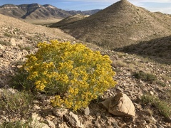 Sartwellia flaveriae