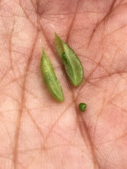 Astragalus williamsii