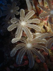 Clavularia
