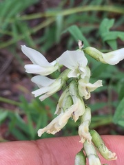 Astragalus williamsii