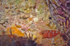 Trimma lantana