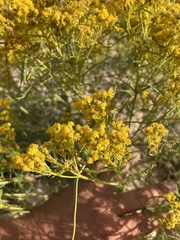 Sartwellia flaveriae