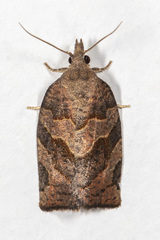 Pandemis canadana