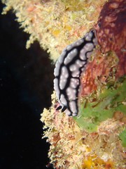 Phyllidiidae