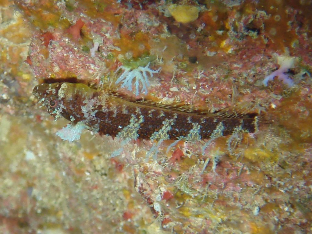 Thomas' triplefin (Norfolkia thomasi) — Tripterygiidae