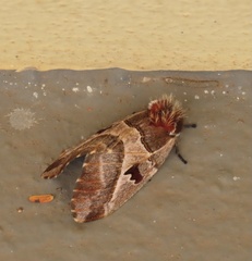 Molippa superba tangerini