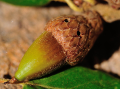 Callirhytis eldoradensis