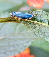 Graphocephala atropunctata