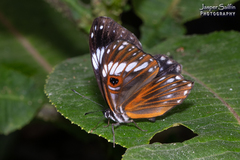 Teratophthalma bacche