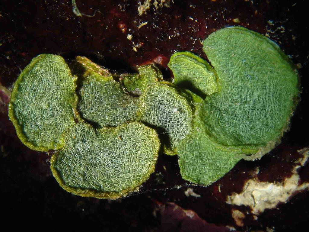 Halimeda macrophysa