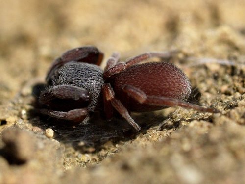 Common Palp-footed Spider
