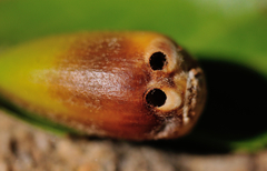 Callirhytis eldoradensis