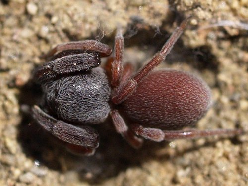 Common Palp-footed Spider