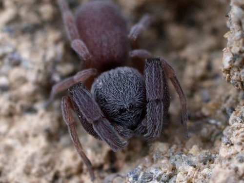 Common Palp-footed Spider