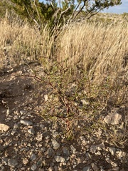 Dicranocarpus parviflorus