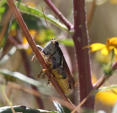Melanoplus eumera
