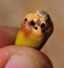 Callirhytis eldoradensis