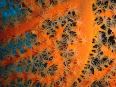 Astrogorgia dumbea