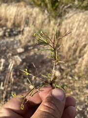 Dicranocarpus parviflorus