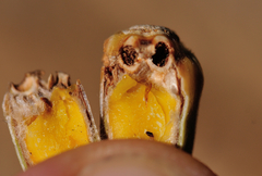 Callirhytis eldoradensis