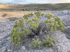 Nama carnosa