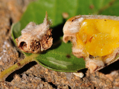 Callirhytis eldoradensis