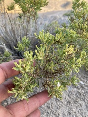 Nama carnosa