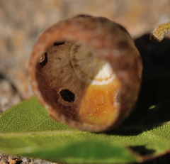 Callirhytis eldoradensis
