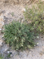 Nerisyrenia linearifolia