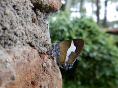 Horaga onyx