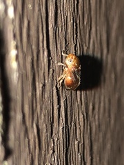 Clastoptera testacea