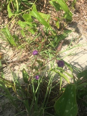 Carphephorus odoratissimus