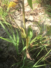 Carphephorus odoratissimus