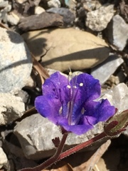 Phacelia campanularia