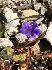Phacelia campanularia