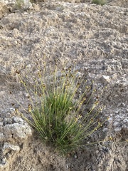 Thelesperma longipes