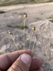 Thelesperma longipes