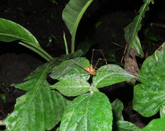 Ventrivomer ancyrophorus