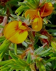 Pultenaea canaliculata