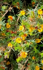 Pultenaea canaliculata